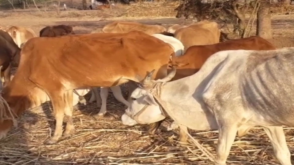 cow