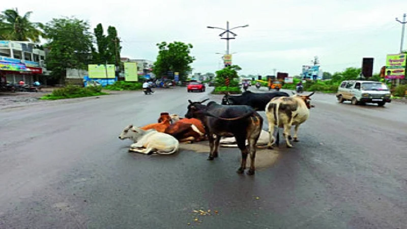 cows on road.jpg