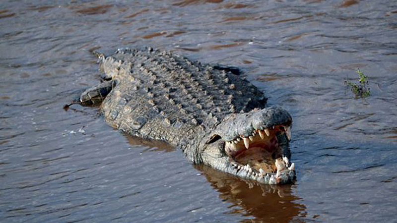 crocodile.jpg