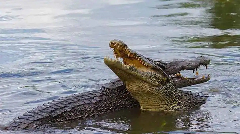 crocodile