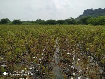 धुळे जिल्ह्यातील बेहेड गावात अतिवृष्टी; लाखोंचे नुकसान