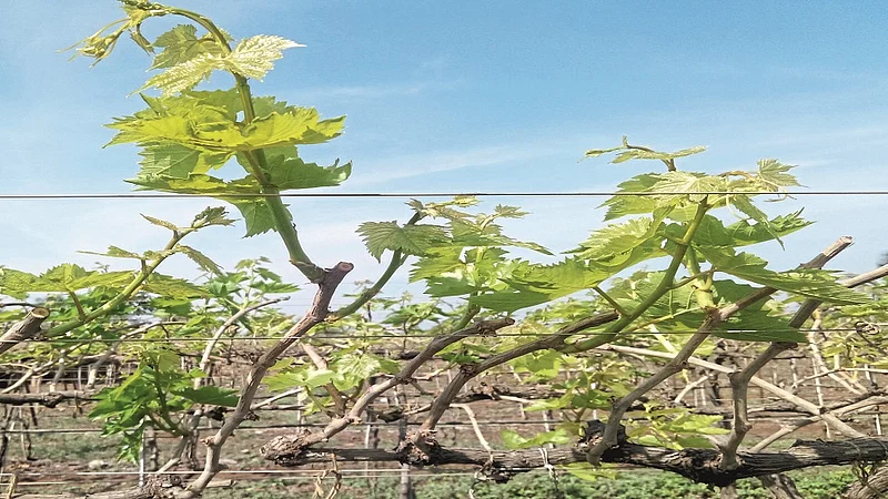Grape season: Employment of four lakh people in danger; There is no expected bunch on the vines