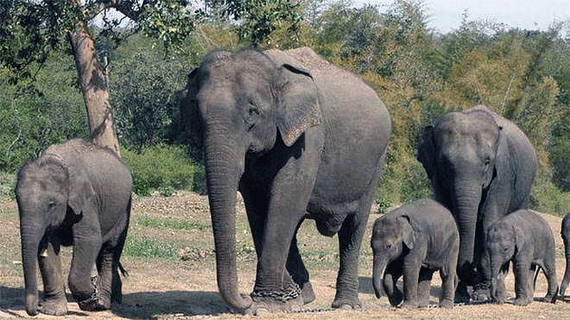 transport elephants
