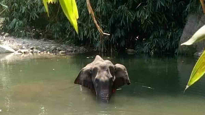News about Elephants commit suicide Aurangabad News