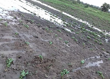 farm.