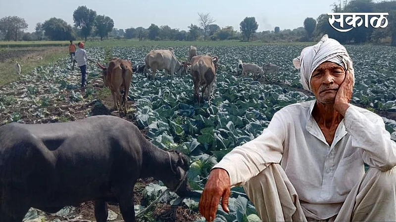 Akola Marathi News Farmers took cattle in their crops during the season