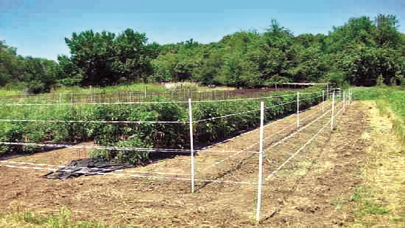 Solar fence
