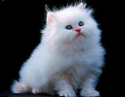 Foreigner Upcoming Cat Events In Kolhapur Marathi News