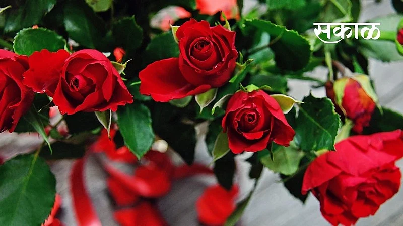 valentine day flower story