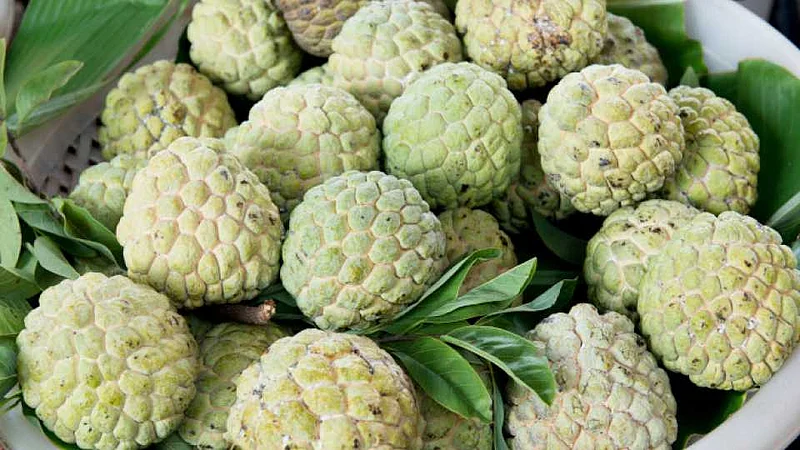 Akola News: Two lakhs earned from custard apple orchard in the face of heavy rains!