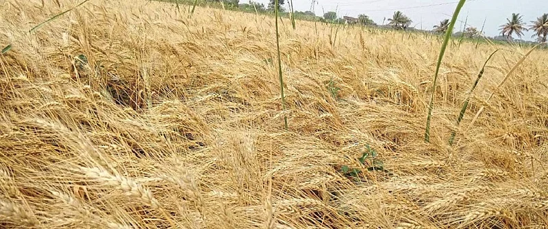 संग्रहित छायाचित्र