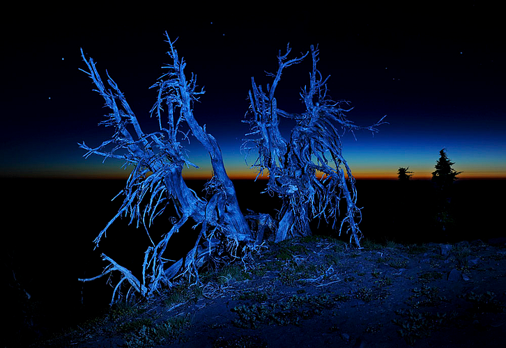 There is a ghost tree on the hill in the forest of Ambhora