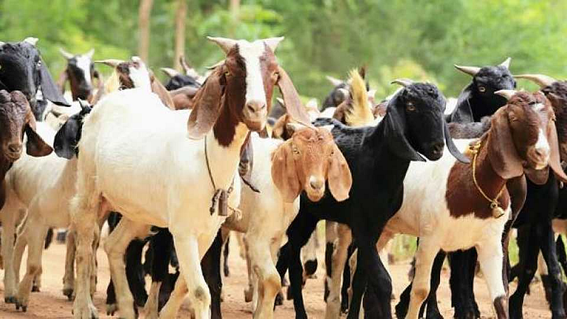 Akola News: Bahadur village is lucky ..!, Goat rearing moves towards progress of the village