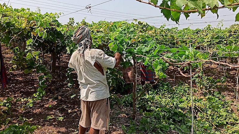 grapes farming tribal.jpg