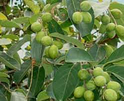 Hirda fruit cures many ailments