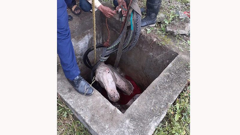 horse stuck in open drainage in Khadki Pune