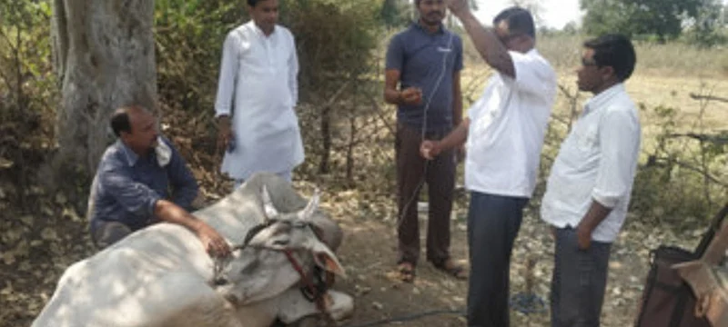 काटपूर : जनावरावर उपचार करताना डॉक्टर.