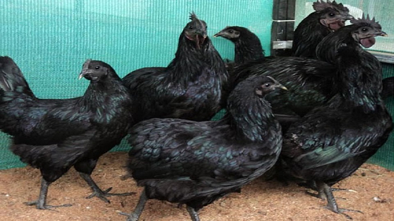 one year complete for kadaknath fraud