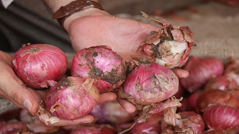 onion