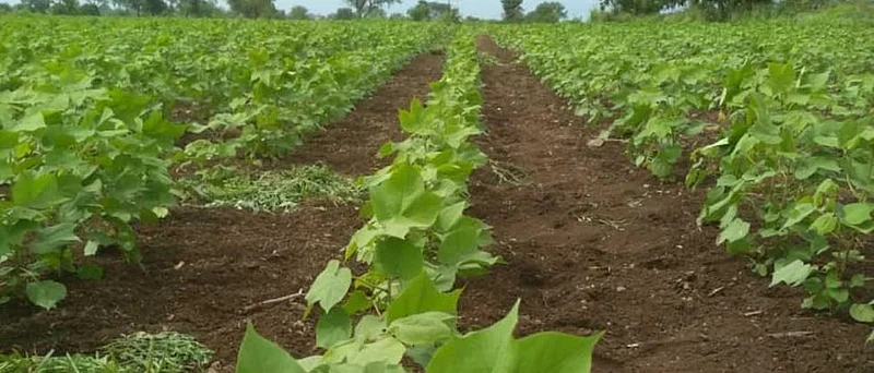 Akola News White fly on cotton, infestation of cauliflower,Increased incidence due to low rainfall and high temperature