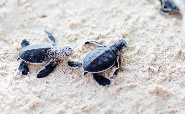 the baby turtles flew from the velas sea beach