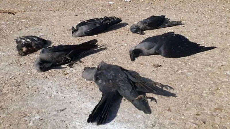 crow dead in guhagar people fear of bird flu in guhagar ratnagiri