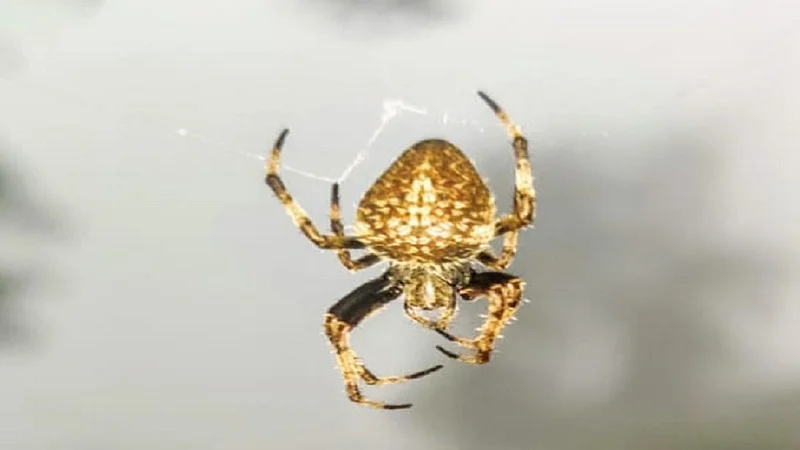 Rare spider golden color found in Kashedi river on Mumbai Goa highway