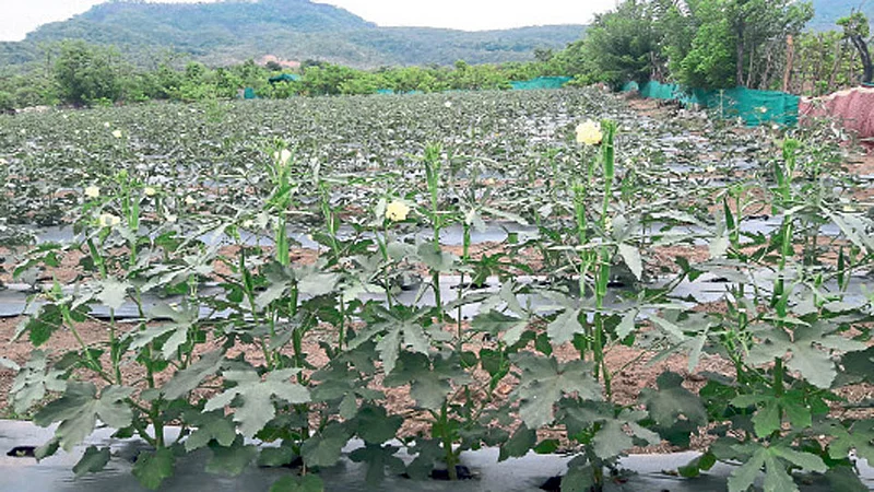 गावातील तरूणांना शेतीपूरक व्यवसायातून स्वयंरोजगार उपलब्ध झाला वाचा सविस्तर...
