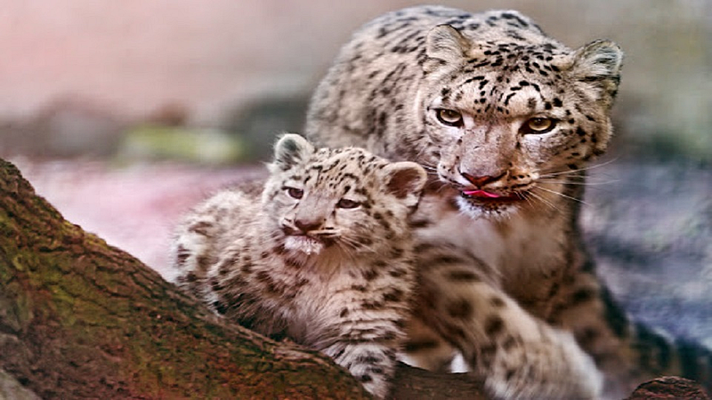 leopard baby 123.jpg