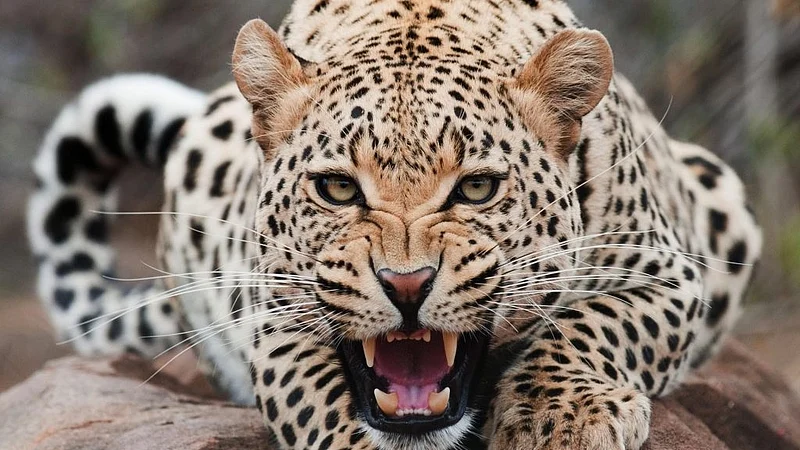 leopards attacked and killed goat attacked in a Farm of Pondewadi At Ambegaon