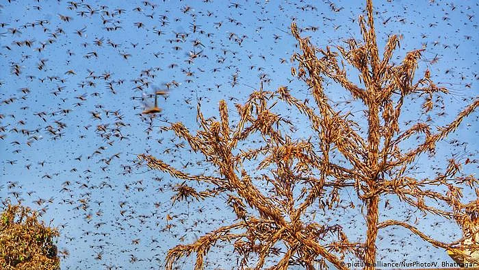 locust