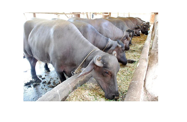 The Confusion Of Animal Vaccination Continues Kolhapur Marathi News