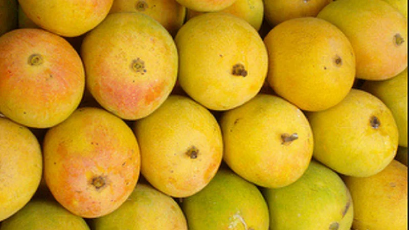 Konkan Railway crosses for mango transportation kokan marathi news