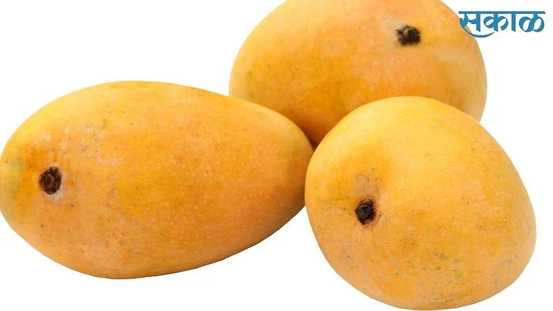transportation of maharashtra state board ratnagiri hapus mango all state available}