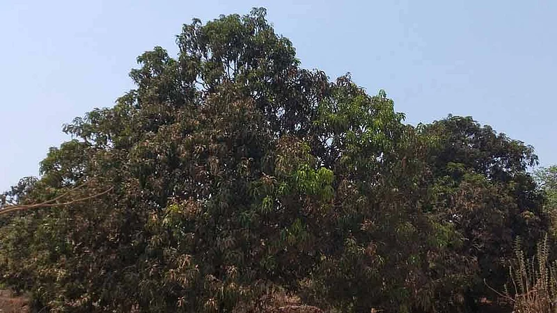 mango tree