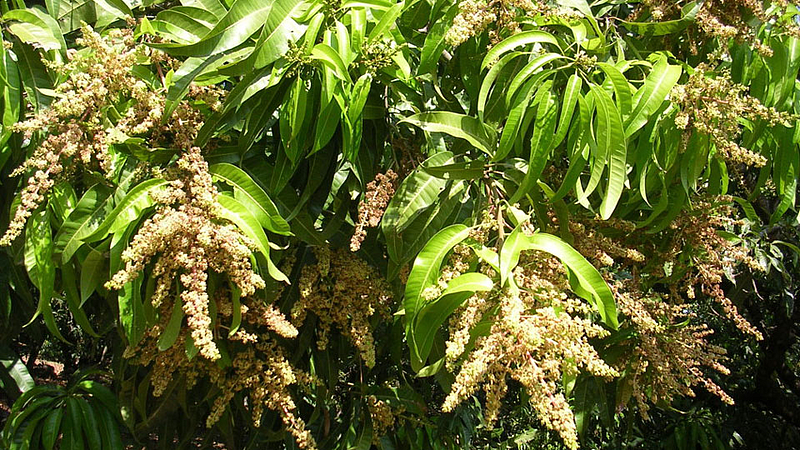 Mango Tree