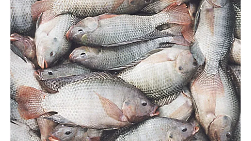 corona virus in india impact in Fish exports kokan marathi news