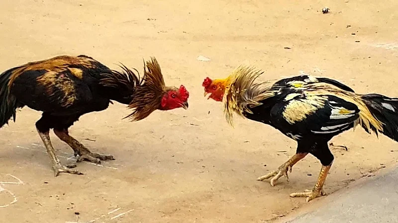 fights of hens are increasing in Gadchiroli police ignoring the same
