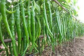 Loss of pepper growers due to corona infection