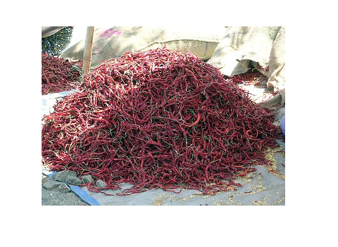 "Corona" Affected Gadhinglaj's Chilli Market Kolhapur Marathi News