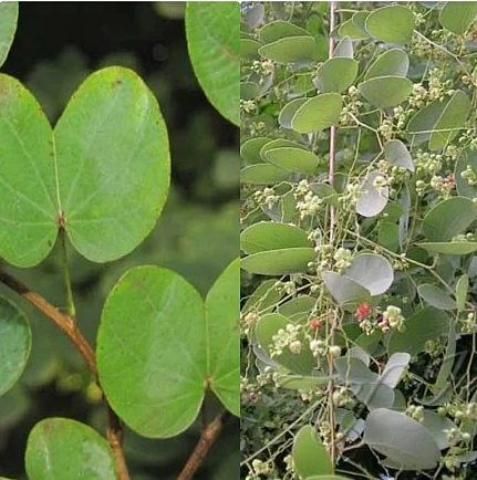नकली सोन्यापासून सावधान; आपट्याचे, अंजन, कांचन झाडाची पाने दिसताच सारखी !
