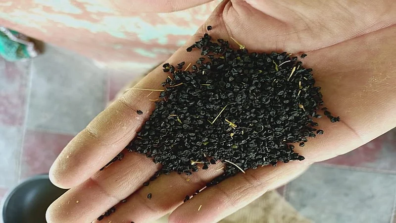 onion seed