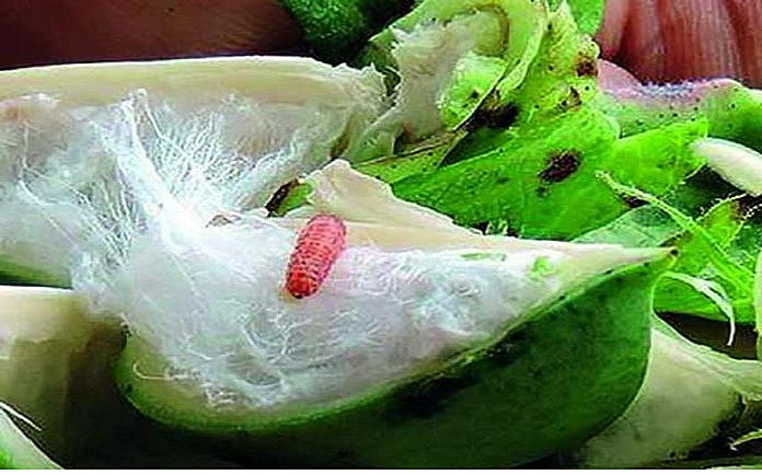 Pink bollworm on cotton in yavatmal