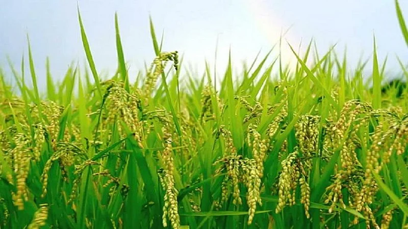 rice farm.jpg