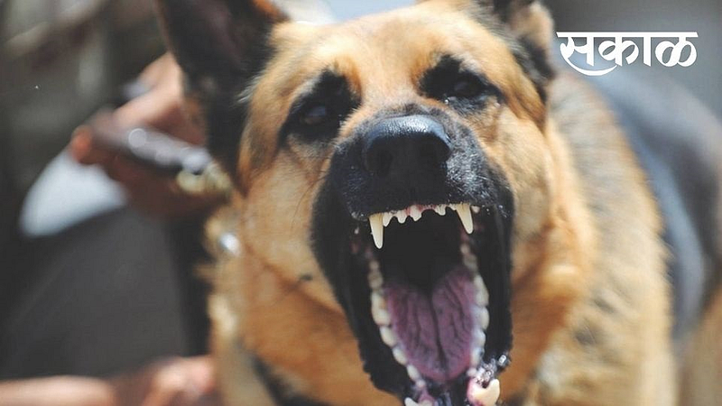 Nashik Stray Dog Attack News