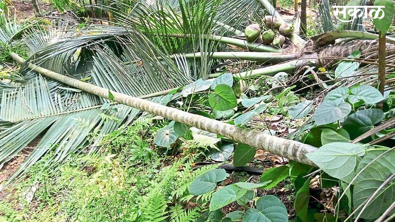 storms heavy rain konkan sindhudurg