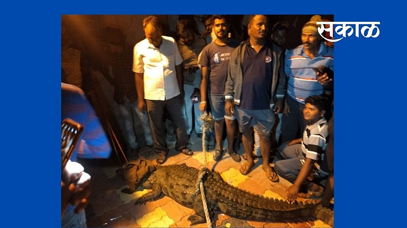crocodile arrested satepadi people sangli walwa marathi news