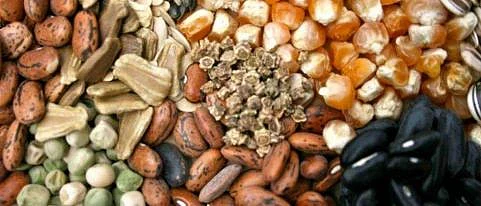 seedsa