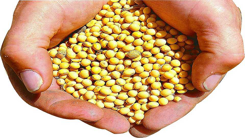 Soybean growers are getting higher rates than guaranteed prices