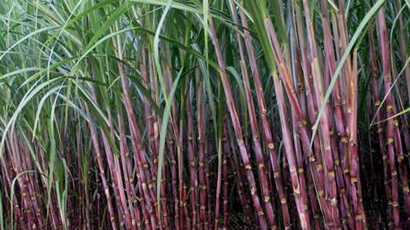 Sugarcane